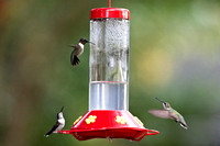 Hummers_0001