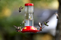 Hummers_0010