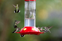 Hummers_0007