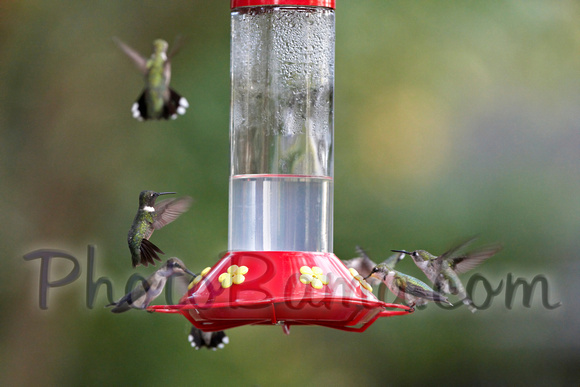 Hummers_0007