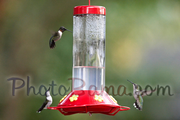 Hummers_0002
