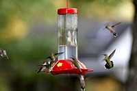 Hummers_0011