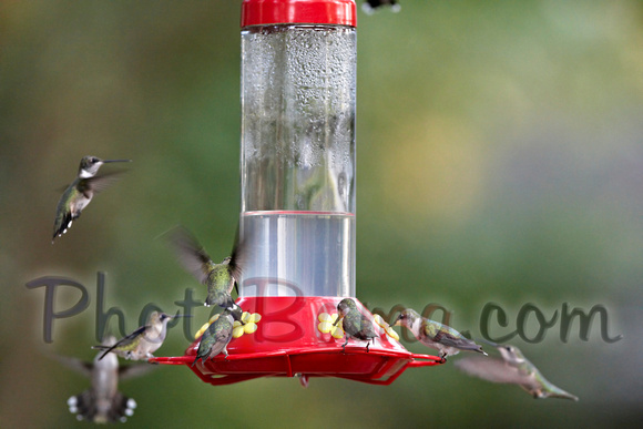 Hummers_0004