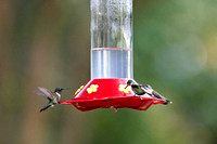 Hummers_0012