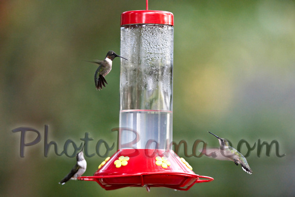 Hummers_0001