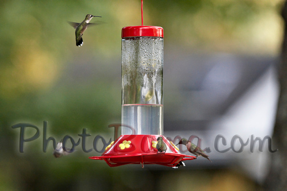 Hummers_0008