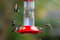 Hummers_0006