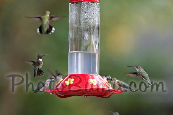 Hummers_0006