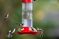 Hummers_0005
