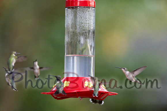 Hummers_0003