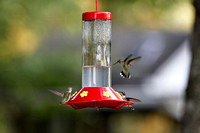 Hummers_0009