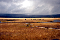 Yellowstone 2005